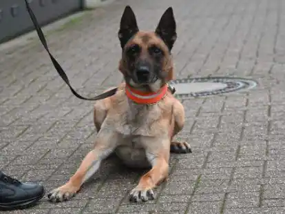 Hat mehr oder weniger zuf&auml;llig eine Marihuanaplantage in der Gemeinde Rastede erschn&uuml;ffelt: Drogensp&uuml;rhund Dusty.