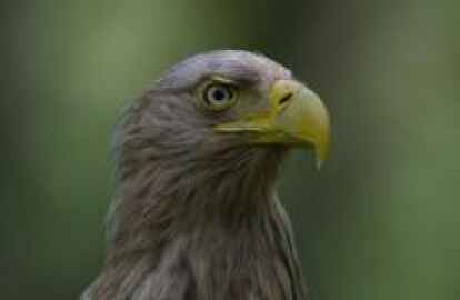 Seltener Gast: ein Seeadler. Bild: NABU