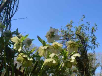 Die Christrose (Helleborus) bl&uuml;ht derzeit am Bauerngarten.