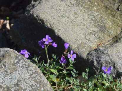 Im Steingarten bl&uuml;ht es auch farbenfroh.
