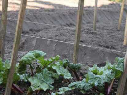 Rhabarbar, Schnittlauch... im K&uuml;chengarten sorgt der G&auml;rtner Erich Janssen f&uuml;r Frische und Vielfalt.
