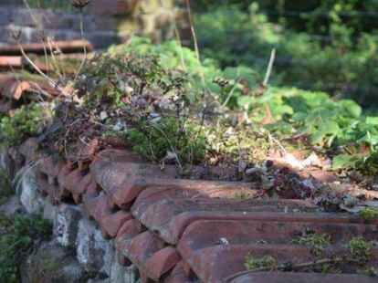 In und auf den Trockenmauern finden sich auch Unterschlupfm&ouml;glichkeiten f&uuml;r die Tierwelt.