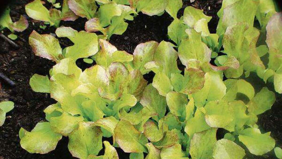 Knackige Salate selbst ziehen So gelingt der Anbau