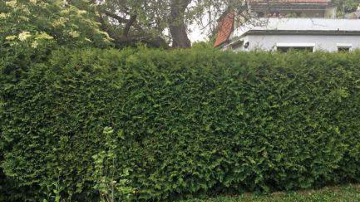 Hecke vom Nachbar Wie hoch darf sie sein?