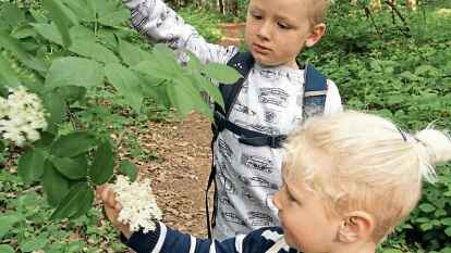 Auf dem Weg in den Kindergarten pflücken die Brüder eine ganze Tasche voll Holunderdolden.