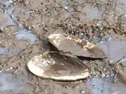 Muscheln lagen  auf dem Trockenen.