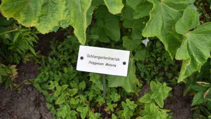 Dank vieler Schilder l&auml;ssen sich im Klostergarten die Pflanzen identifizieren.
