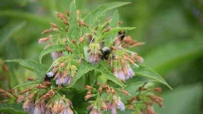 Auch Beinwell geh&ouml;rt in den Heilpflanzengarten.