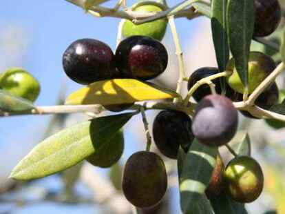 Olivenbaum: Mediterranes Urlaubsfeeling fr den eigenen Garten