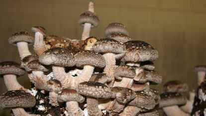 So sieht der Shiitake-Pilz aus.