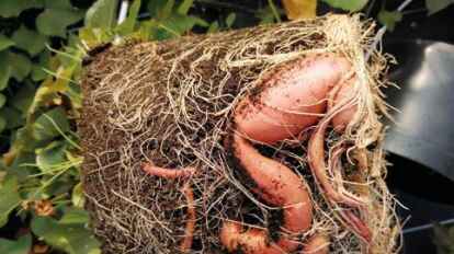 Als Kulturpflanze im Topf ist es f&uuml;r OSKAR  eng &ndash; direkt ins Beet gepflanzt k&ouml;nnen sich die Fr&uuml;chte besser entwickeln. 