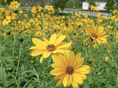 Blumen mit essbaren Knollen
