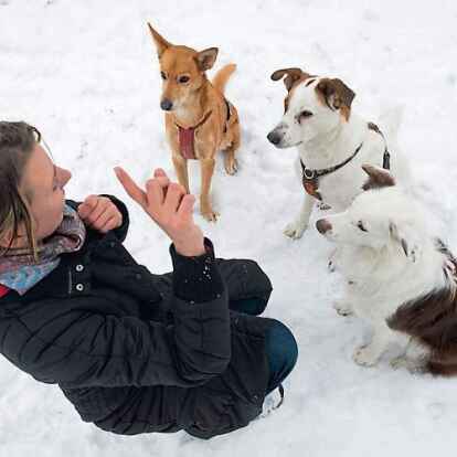 Hundeschulen z&auml;hlen in der Corona-Verordnung zu au&szlig;erschulischen Bildungsma&szlig;nahmen.