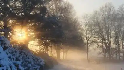 Das Sonnenlicht, das hier durch das Ge&auml;st bricht, hielt Berit W&uuml;stenberg mit ihrer Kamera fest.