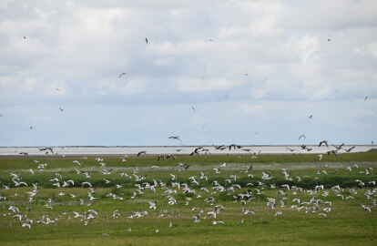Ungest&ouml;rter Blick: Auf Baltrum ist wegen des Beherbergungsverbotes derzeit weniger los als in anderen Jahren. Tagesausfl&uuml;ge sind allerdings m&ouml;glich. Foto: Torsten von Reeken