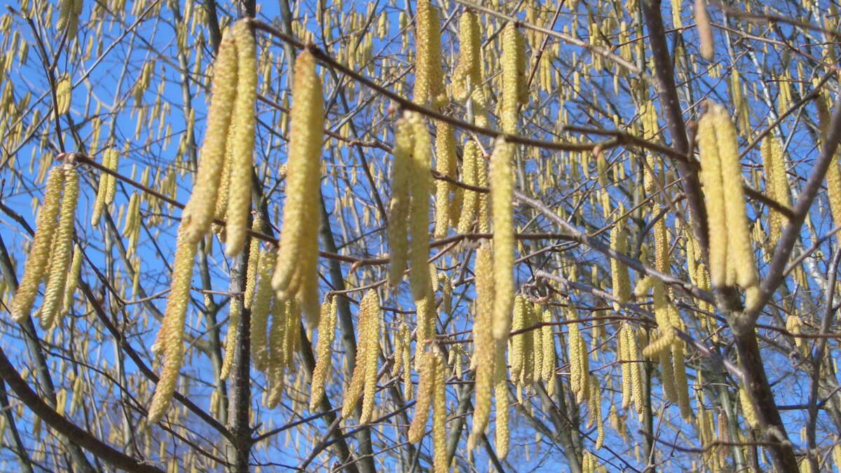 Haselsträucher bieten reichlich Nahrung