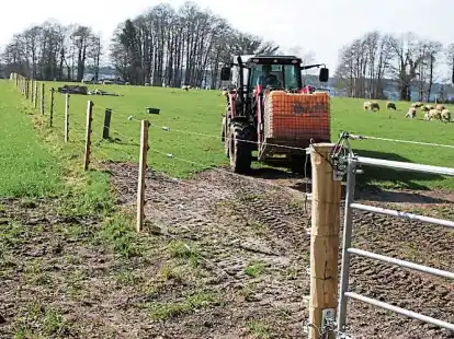 Unter Hochspannung: Ein massiver Wolfsschutz-Zaun von 1,40 Metern  H&ouml;he soll die seltenen Bentheimer Landschafe sch&uuml;tzen.