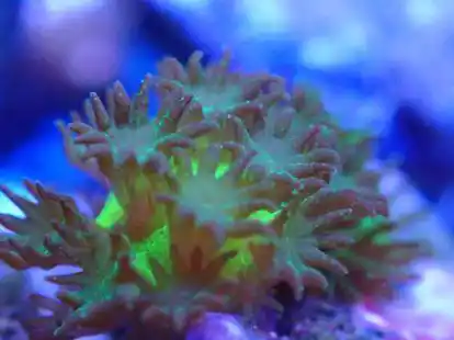 Die gewonnenen Jungkorallen sind bereits einen Zentimeter gro&szlig;