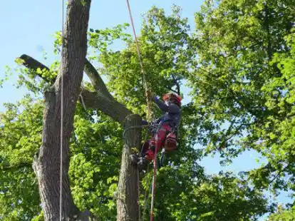 Baumschutz gesch&uuml;tzter Baum Baumschutzsatzung Moltkestra&szlig;e 2 Varel Ein Baumkletterer hing oben in der Krone der Linde, die auf einem Privatgrundst&uuml;ck in der Moltkestra&szlig;e gef&auml;llt werden musste.