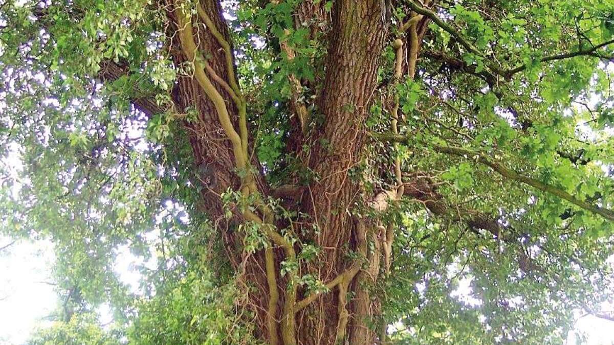Baumirrtmer: Efeu schdigt den Baum
