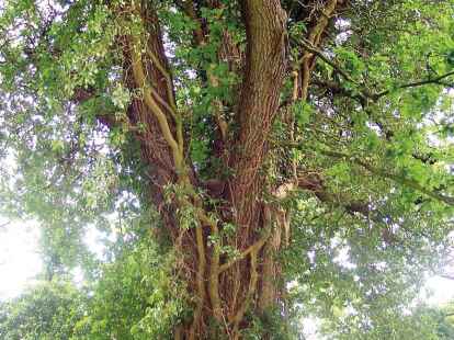 Baumirrtmer: Efeu schdigt den Baum