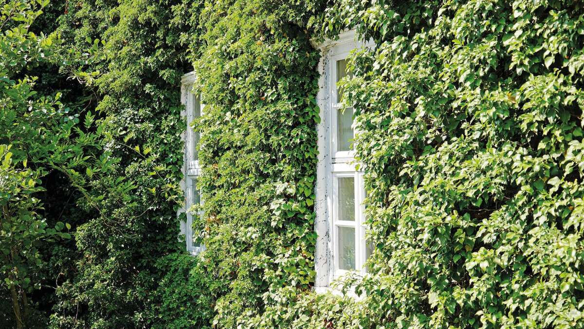 Die Fassade mit Efeu begrnen