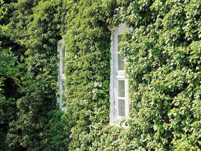 fargesia nitida pillar Fargesia nitida Fountain Clump Bamboo SOLD OUT – Earthly Pursuits, Inc