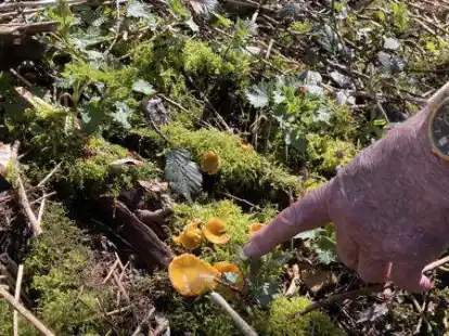 Äußerst seltener Pilz: Der Gelbe Österreichische Prachtbecherling wächst in  Wechloy