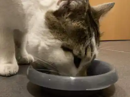 Sonst stark am Napf: Urpl&ouml;tzlich lie&szlig; Kater Hase etwas &uuml;brig.