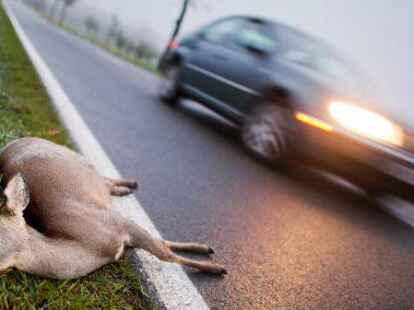 Vorsicht Wildunfall: Die Wucht, mit der ein Rothirsch beispielsweise bei Tempo 60 in die Frontpartie einschl&auml;gt, entspricht dem Gewicht eines ausgewachsenen Elefanten, also f&uuml;nf Tonnen. Bei bei einem Rehbock sind es noch immer 0,8.