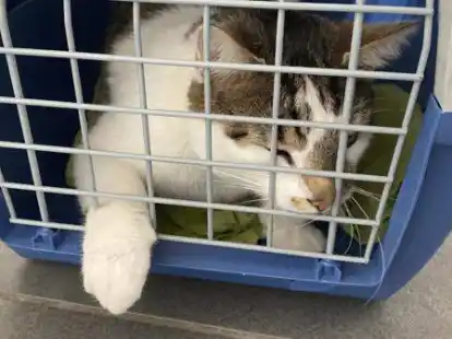 Kater Hase, Transportbox, Katze