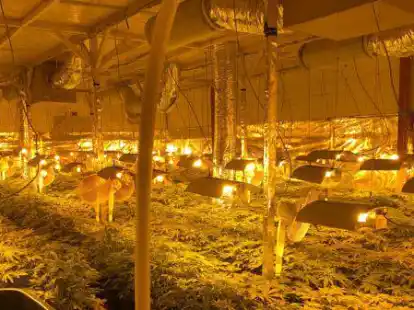 Canabis ohne Ende: 1136 Pflanzen stellte die Polizei in einer Halle in Metjendorf im November vergangenen Jahres sicher.