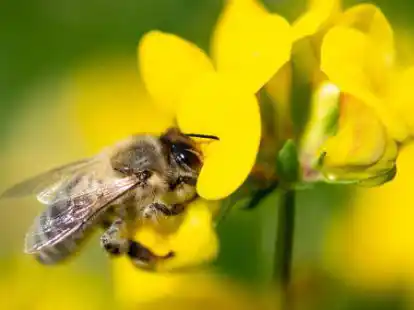 Bienen im Ammerland: Die kleinen Tierchen benötigen Pflege und gute Nahrungsquellen.