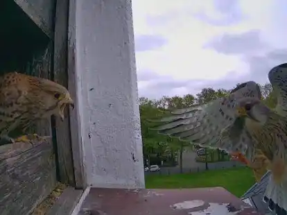Beeindruckende Momentaufnahme: Das Turmfalkenm&auml;nnchen liefert dem Weibchen Verpflegung.