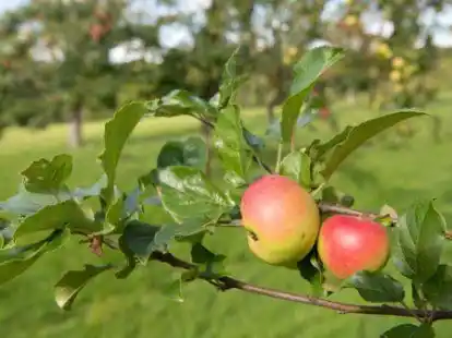 Streuobstwiesen: Die Bingo-Umweltstiftung f&ouml;rderte ein solches Vorhaben in Hoheliet.