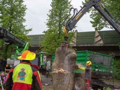 Diese F&auml;llung war angemeldet: Die Rotbuche war krank und wurde am Samstag auf dem Raiba-Parkplatz an der Bernhardstra&szlig;e gef&auml;llt.