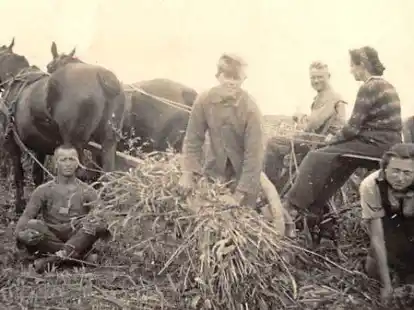 Getreideernte auf Hof Moorgroden, 1944