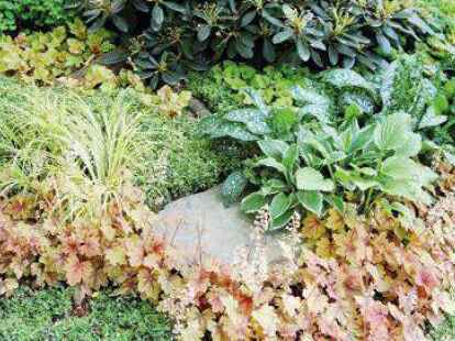 thuja smaragd lebensbaum kaufen Thuja occidentalis