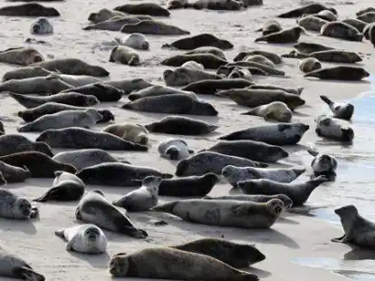 Dicht an dicht liegen Seehunde auf einer Sandbank. J&auml;hrlich finden f&uuml;nf Fl&uuml;ge vor der K&uuml;ste Butjadingens statt, um ihren Bestand zu erfassen.