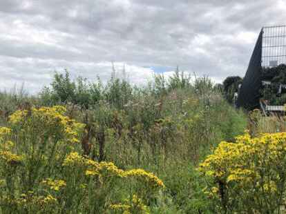 Giftpflanze am Wegesrand: Am Auenweg zwischen Oldenburg und Wahnbek wuchs im vergangenen Jahr ebenfalls Jakobs-Greiskraut.