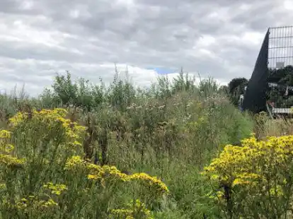 Giftpflanze am Wegesrand: Am Auenweg zwischen Oldenburg und Wahnbek wuchs im vergangenen Jahr ebenfalls Jakobs-Greiskraut.