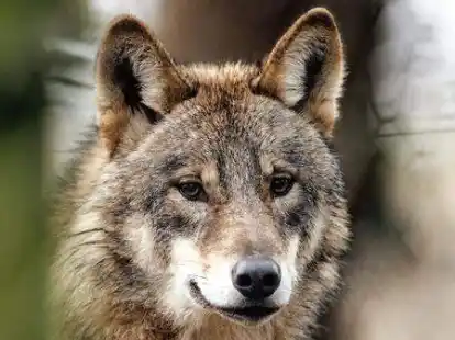 &Uuml;berwiegend ern&auml;hrt sich der Wolf von Wild, doch gelegentlich schnappt er sich auch ein Nutztier.