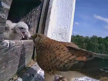 Endlich Futter: Der Imbiss von Mutter Turmfalke wird sehnlichst erwartet. Die Au&szlig;enkamera zeigt das Schauspiel.