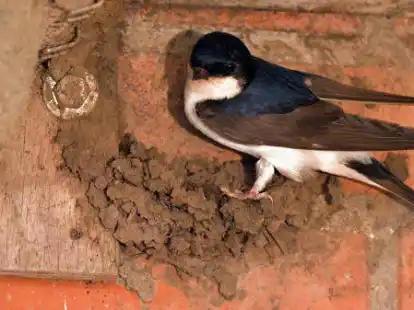 Siedeln sich an Au&szlig;enfassaden an: Das Vorkommen von Mehlschwalben in Oldenburg soll erfasst werden.