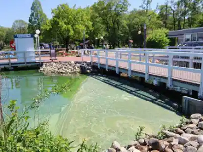 Folge von zu viel Phosphor im Wasser: Blaualgen am Zwischenahner Meer.