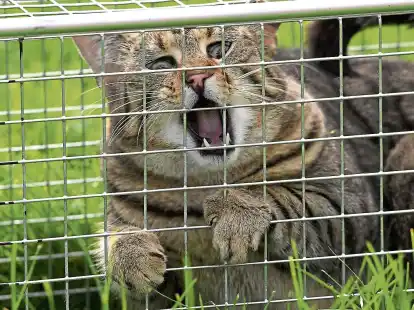 Eingefangen in einer Lebendfalle: Was brachial aussieht, soll aber dem Tierschutz dienen.
