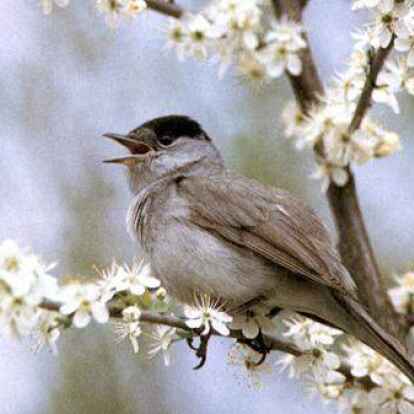 Eine m&auml;nnliche M&ouml;nchsgrasm&uuml;cke sitzt auf einem Baum.