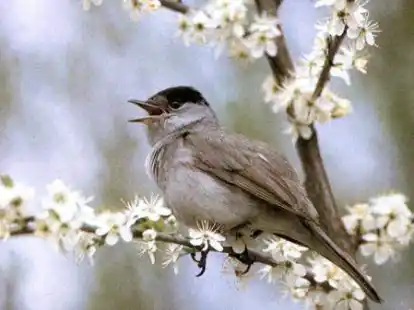 Eine m&auml;nnliche M&ouml;nchsgrasm&uuml;cke sitzt auf einem Baum.