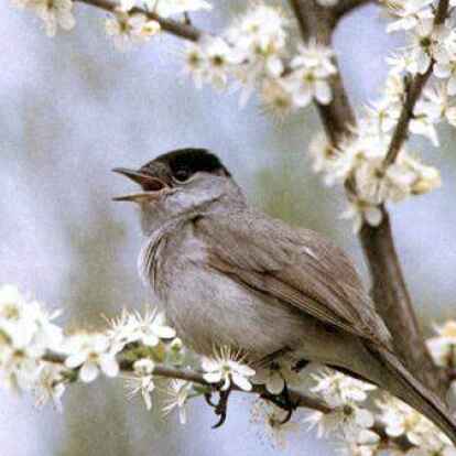 Die Organisation &bdquo;&Auml;rzte gegen Tierversuche&ldquo; greift die Universit&auml;t Oldenburg wegen Versuchen mit der M&ouml;nchsgrasm&uuml;cke an. Zw&ouml;lf Exemplare des Singvogels wurden f&uuml;r Forschungszwecke get&ouml;tet.