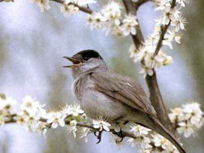 Die Organisation &bdquo;&Auml;rzte gegen Tierversuche&ldquo; greift die Universit&auml;t Oldenburg wegen Versuchen mit der M&ouml;nchsgrasm&uuml;cke an. Zw&ouml;lf Exemplare des Singvogels wurden f&uuml;r Forschungszwecke get&ouml;tet.